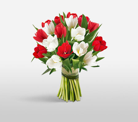 Gracious Tulips-Red,White,Tulip,Bouquet
