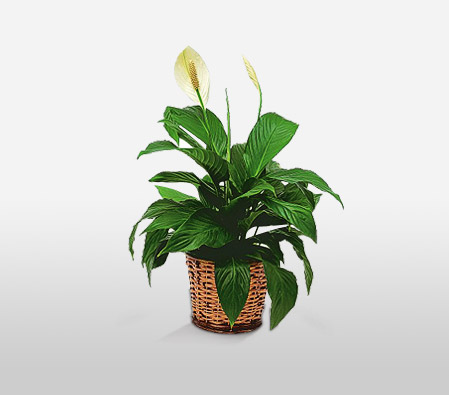 The Pristine Peace Lily-Green,White,Lily,Plant