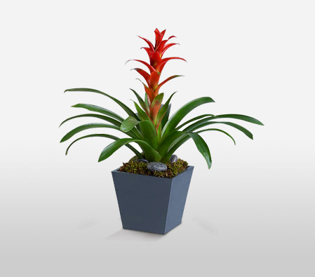The Tropical Bromeliad-Green,Orange,Plant