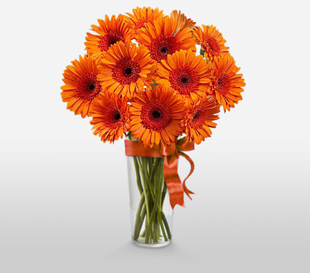 Orange Gerberas-Orange,Gerbera,Bouquet