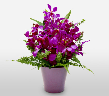 Premium Orchids-Green,Lavender,Purple,Violet,Orchid,Arrangement