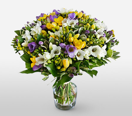 Lovely Freesias<Br><span>White & Yellow Flowers</span>