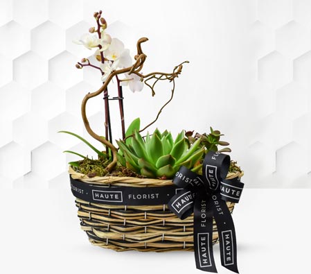 Orchid and Succulents Plant