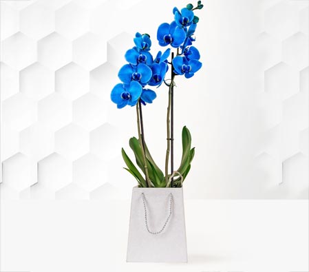 Sapphire Blue Orchid Plant