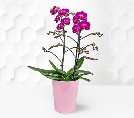 Phalaenopsis Orchids Plant