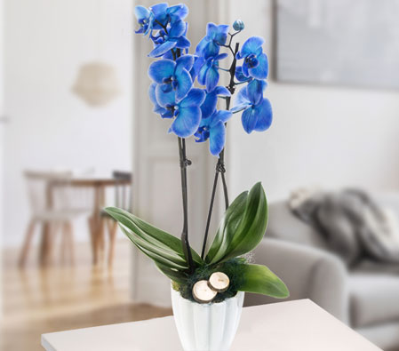 Blue Orchid Plant in White Glass Pot