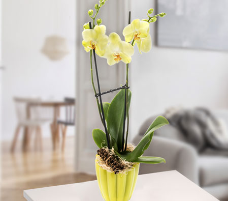 Yellow Orchid Plant in Lime Glass Pot