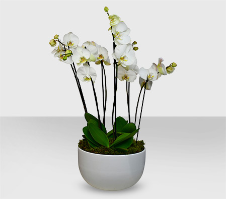 Phalaenopsis Orchid White Plant
