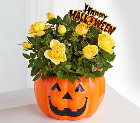Halloween Happiness - Mini Rose Plant