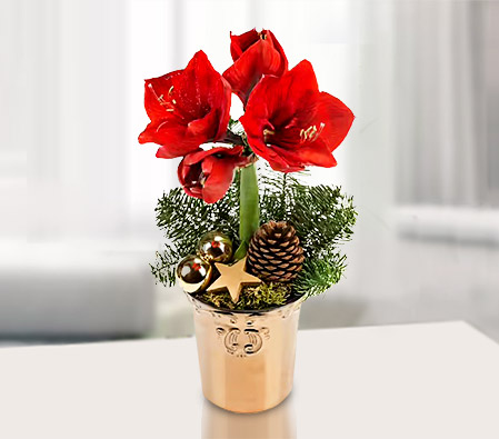 Christmas Amaryllis in a pot