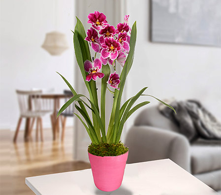 Inca Orchid in a pot
