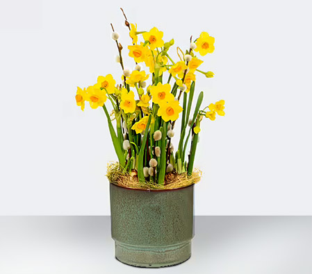 Daffodil Dream - Flower Arrangement