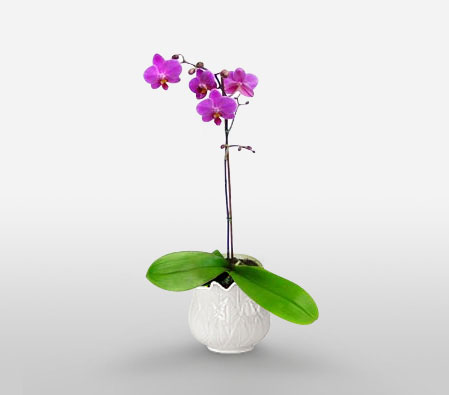 Purple Paradise-Pink,Orchid,Arrangement