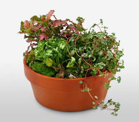 Greenbelt - Assorted Plant