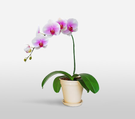 O Solo Mio-Pink,Orchid,Arrangement,Plant