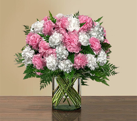 Glowing Carnations-Pink,White,Carnation,Bouquet