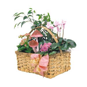 Hint Of Pink-Green,Basket,Plant