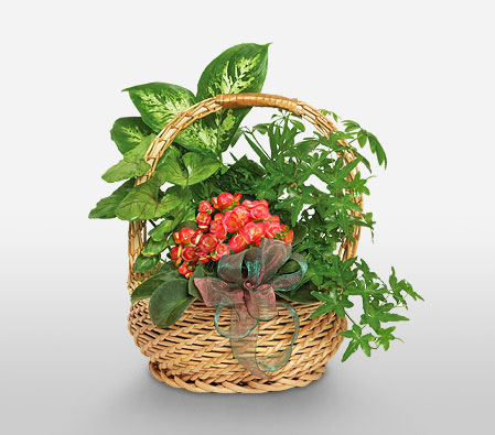 Arrangement Of Plants-Plant
