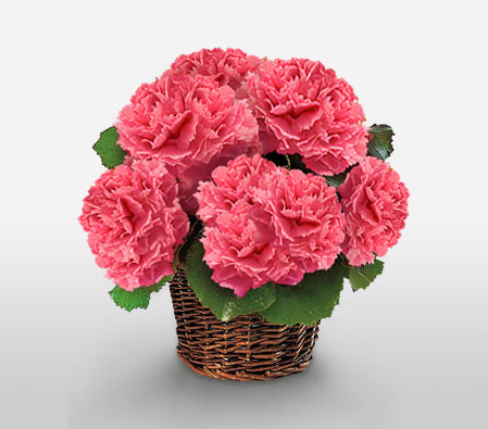 Festive Holiday Arrangement-Pink,Carnation,Arrangement,Basket