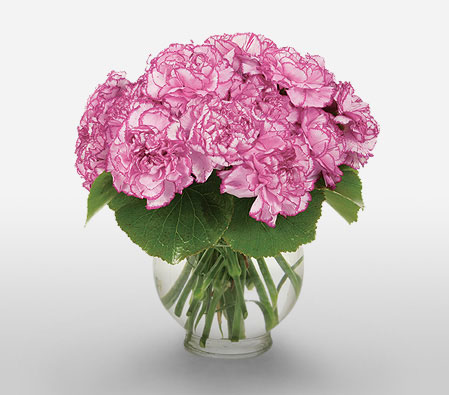 Blushing Carnations-Pink,Carnation,Arrangement