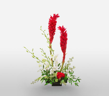 Dance Of Romance-Red,White,Orchid,Rose,Arrangement