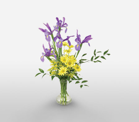 Purple Haze-Mixed,Purple,Yellow,Daisy,Iris,Mixed Flower,Arrangement