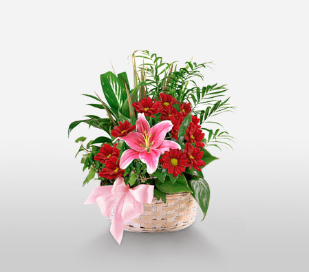 For The Princess-Pink,Red,Chrysanthemum,Lily,Arrangement,Basket