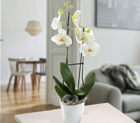 Orchid & White Blossoms in White Pot