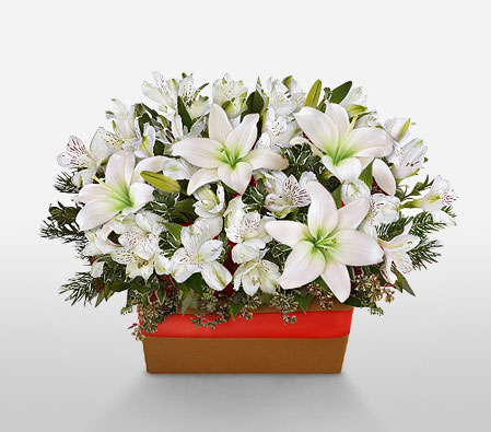 Lilium Lace-White,Lily,Arrangement