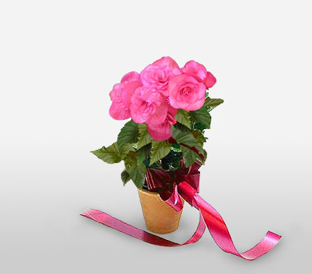 Caraiva Charisma-Pink,Mixed Flower,Arrangement