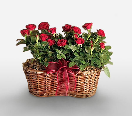 Edens Garden-Green,Red,Rose,Arrangement,Basket