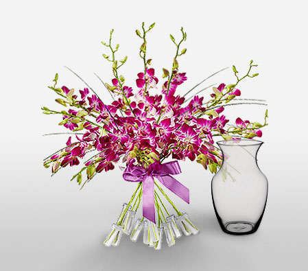 Orchid Magnificence <span>Free Vase </span>