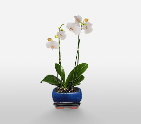White Orchid Plant-Plant