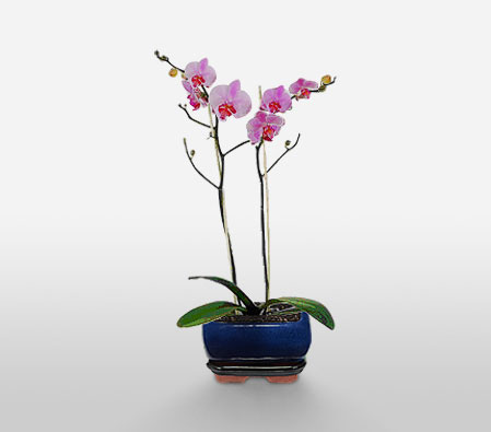 Pink Orchid Plant-Plant