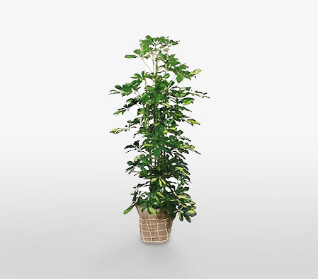 Inspiring Greenery-Plant