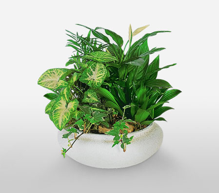 Dish Garden-Green,Plant