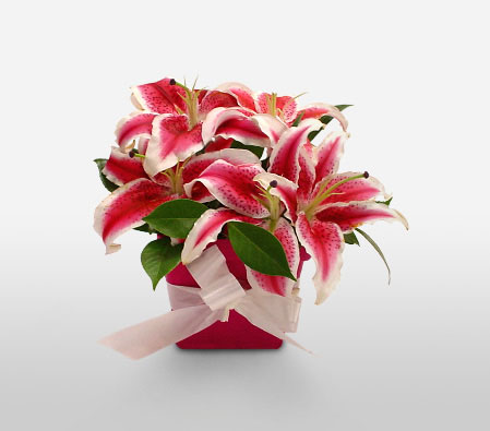 Stargazer Lilies-Pink,New born baby,Lily,Arrangement