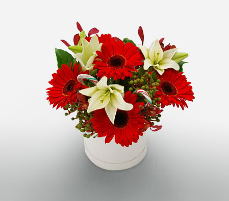 Classic Posy Box - Gerbera & Lilies-Red,White,Gerbera,Daisy,Lily,Arrangement