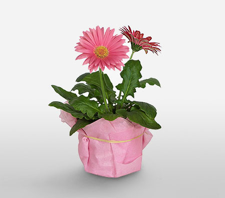 Pink Gerberas Plant-Plant