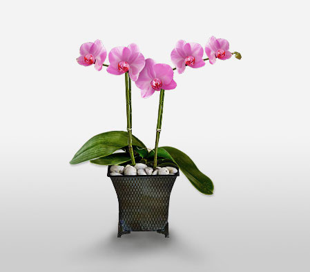 Purple Orchid-Plant
