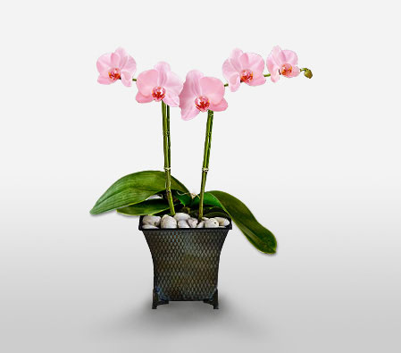 Pink Orchid Plant-Pink,Orchid,Plant