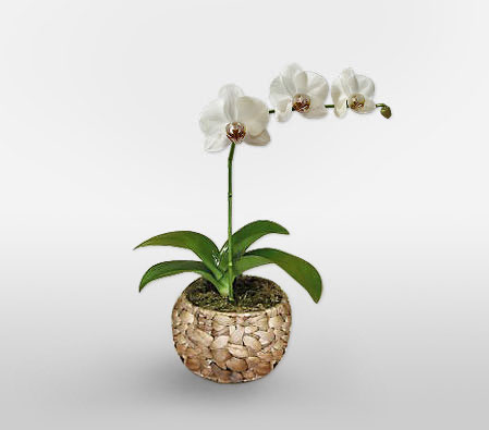White Dream - Phalaenopsis Orchid Plant-Plant