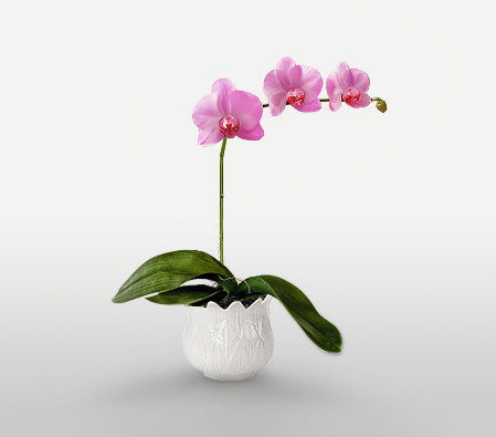 Phalaenopsis Plant-Plant