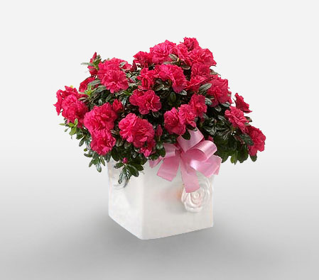 Cherry Glow-Red,Mixed Flower,Arrangement,Basket,Plant
