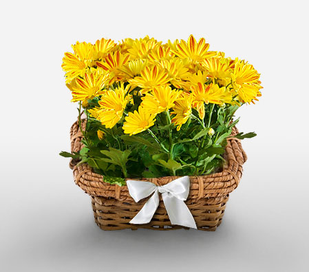 Good Morning Sunshine-Yellow,Chrysanthemum,Arrangement,Basket,Plant
