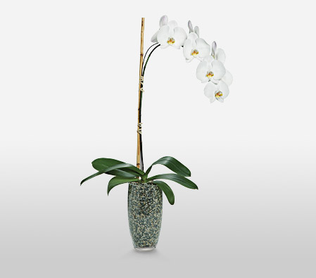 Ivory-White,Orchid,Plant