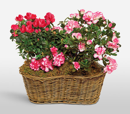 Awesome Azaleas-Mixed,Pink,Red,Mixed Flower,Basket,Plant