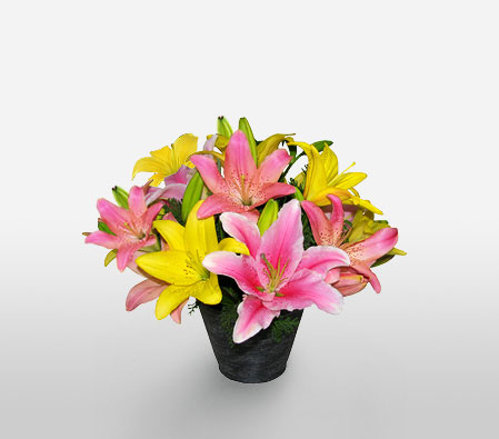 Cheerful Lilies-Mixed,Pink,Yellow,Lily,Mixed Flower,Arrangement