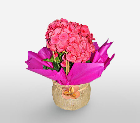 Beaute Sans Age-Pink,Mixed Flower,Arrangement