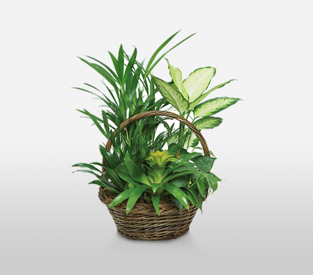 Bromeliad Basket-Green,Plant